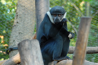 Black-and-white colobus monkey sitting on a wooden branch