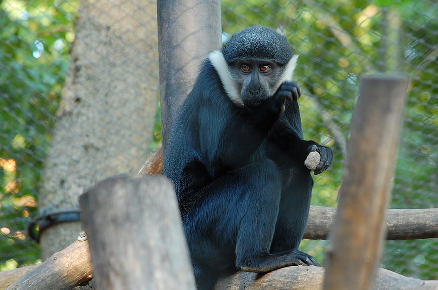 Black-and-white colobus monkey sitting on a wooden branch