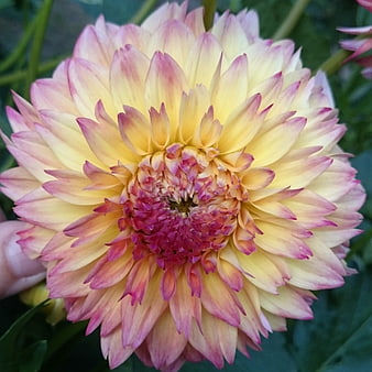 Close-up of a yellow and pink dahlia flower