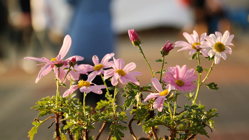 Pink Chrysanthemums in Golden Hour Sunlight