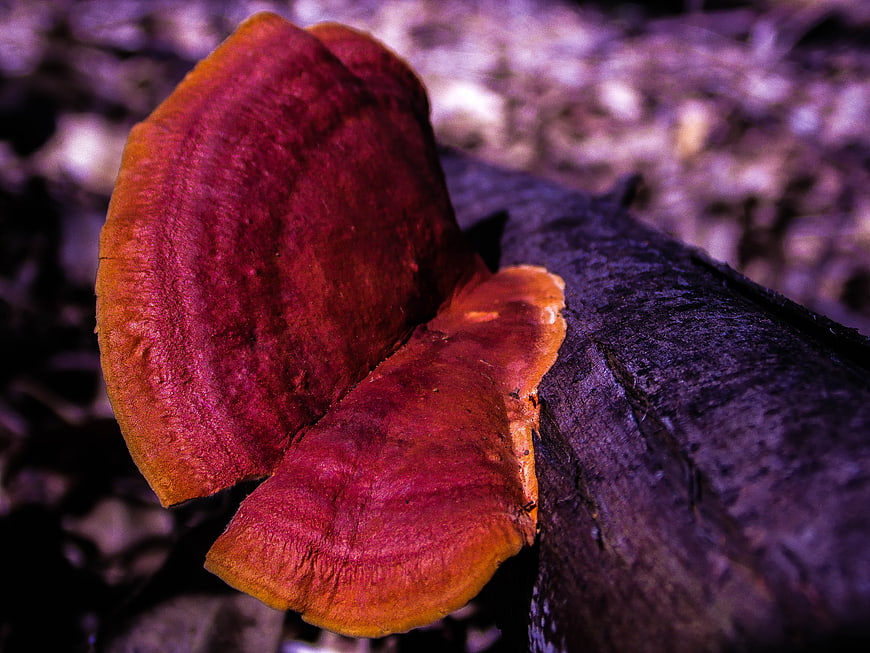 Vibrant Red Bracket Fungus Growing on Dark Wood Log