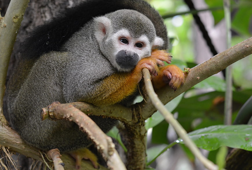 Cute Squirrel Monkey Resting on a Tree Branch in Jungle