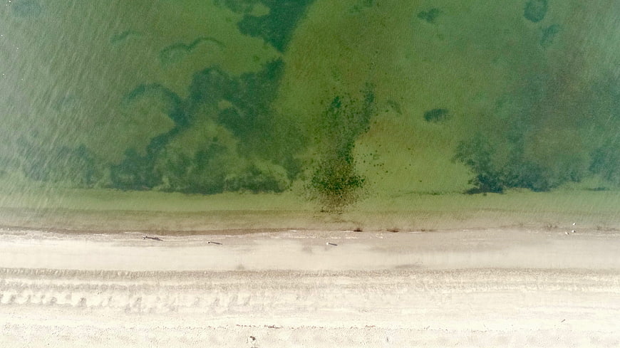 Aerial View of Green Algae Bloom on Sandy Beach Shoreline