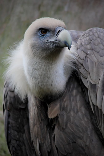 Close-up portrait of a Griffon Vulture with detailed feathers