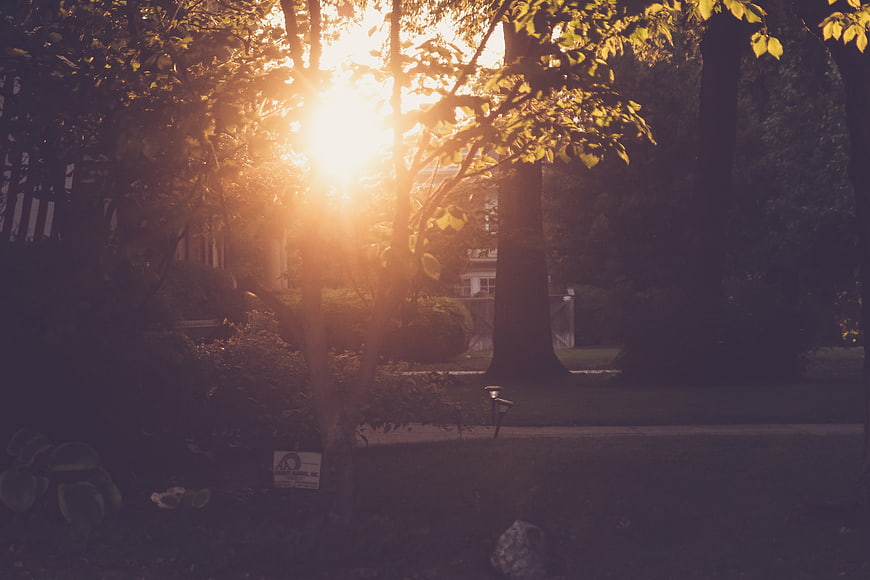 Golden sunlight filtering through trees in a quiet backyard