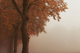 Misty Autumn Trees With Golden Leaves In Foggy Morning
