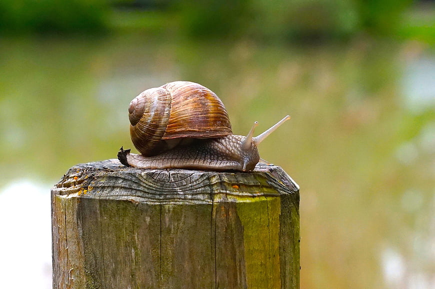 Snail on weathered wooden post with blurred green background