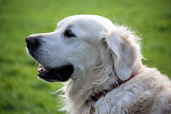 Close-up Portrait of a Golden Retriever Dog Outdoors