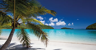 Tropical Beach with Palm Tree and Turquoise Water