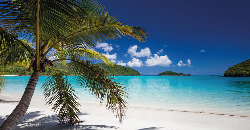 Tropical Beach with Palm Tree and Turquoise Water