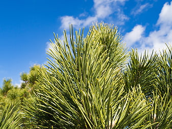 Close-up of green pine needles against a blue sky