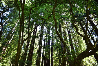 Low angle view of towering redwood trees in a lush green forest