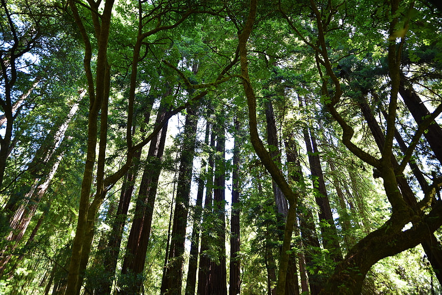 Low angle view of towering redwood trees in a lush green forest