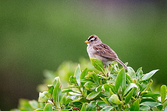 White-crowned Sparrow Perched on Green Leaves
