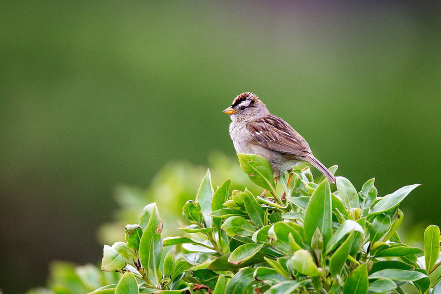 White-crowned Sparrow Perched on Green Leaves