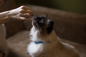 Siamese Cat Eating Treat from Hand on Couch