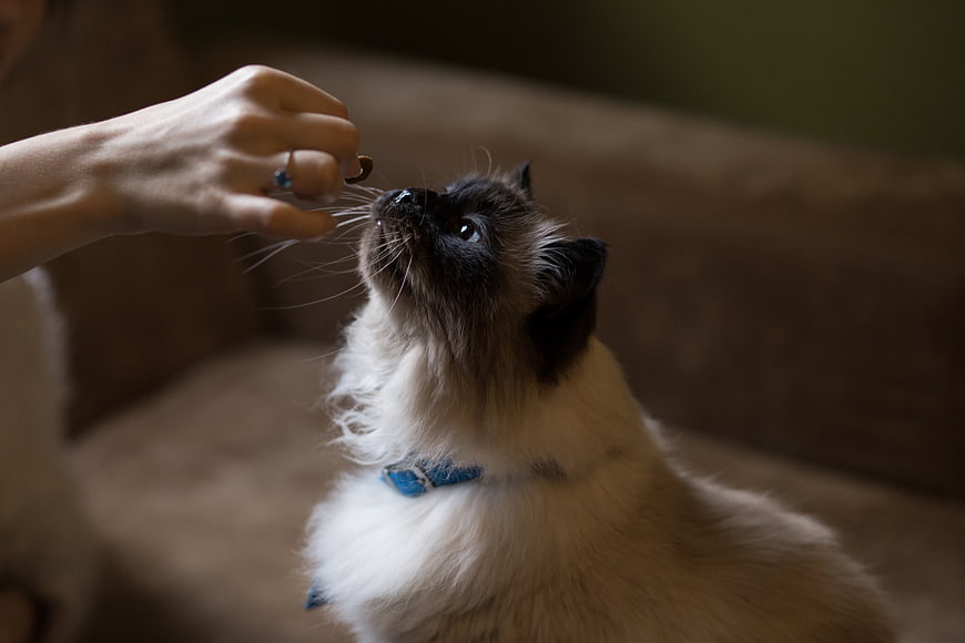 Siamese Cat Eating Treat from Hand on Couch