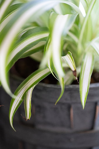 Close-up of Variegated Spider Plant in Dark Pot