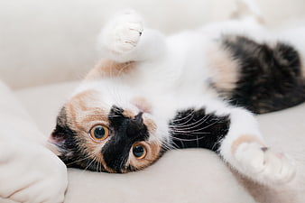Playful Calico Kitten Lying on Back on White Sofa