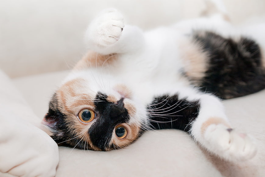 Playful Calico Kitten Lying on Back on White Sofa