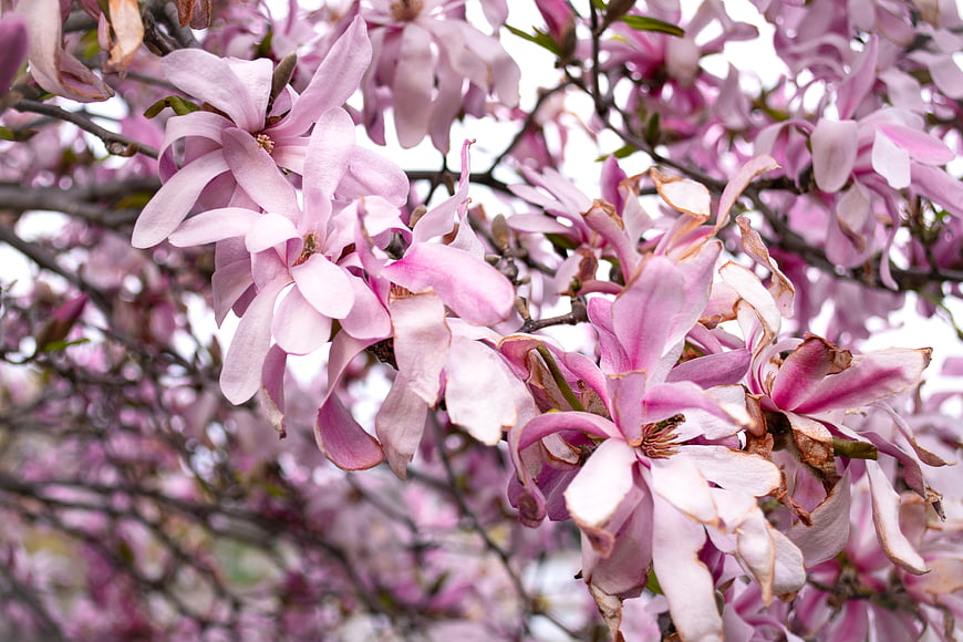 Close-up of pink magnolia blossoms on a tree branch