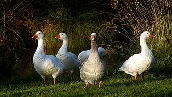 Flock of white and grey geese standing on grassy bank