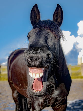 Funny Black Friesian Horse Laughing Portrait