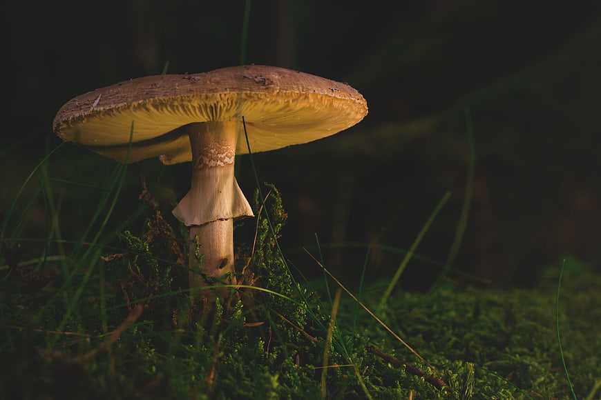 Close-up of a wild mushroom in a mossy forest