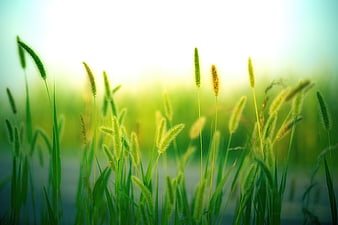 Close-up of green grass with soft bokeh background