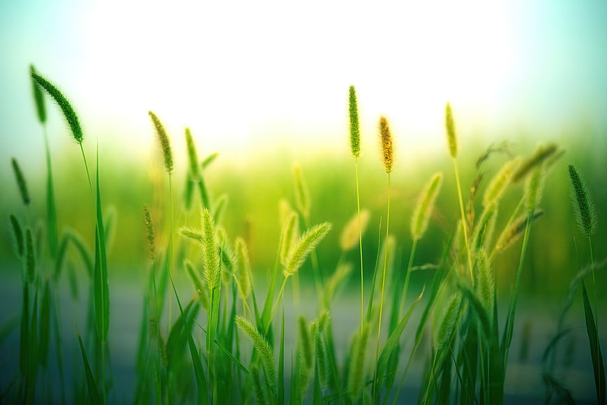 Close-up of green grass with soft bokeh background