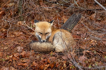 Red Fox Resting in Autumn Forest Leaves