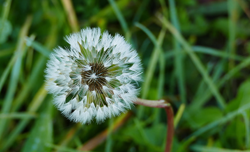 Close-up of a white dandelion seed head in green grass