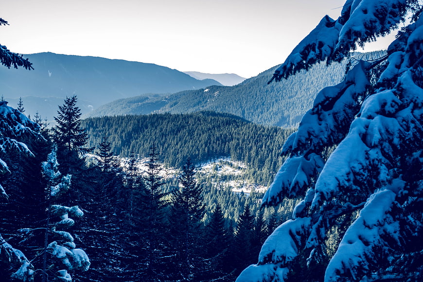Snow-covered pine trees framing a winter mountain village landscape