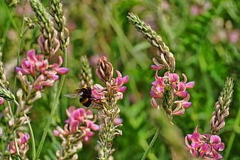 Bumblebee Pollinating Pink Sainfoin Flowers In Green Meadow