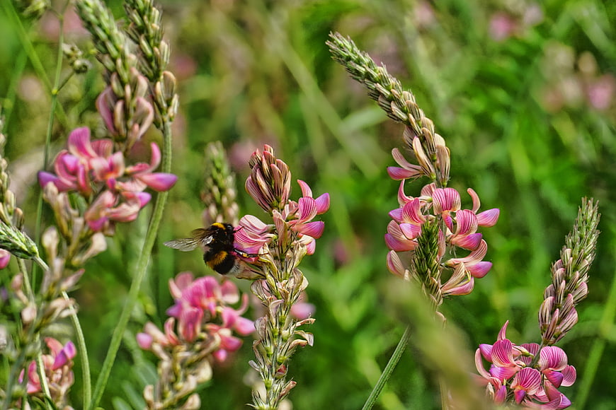 Bumblebee Pollinating Pink Sainfoin Flowers In Green Meadow