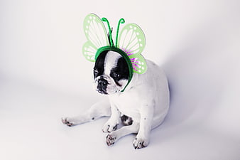 Cute French Bulldog Puppy Wearing Green Butterfly Wings Costume