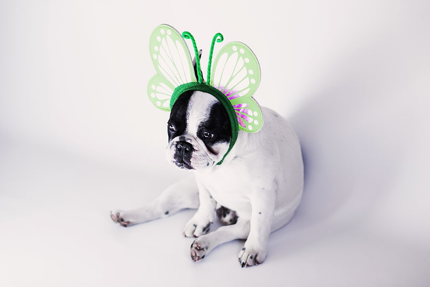 Cute French Bulldog Puppy Wearing Green Butterfly Wings Costume