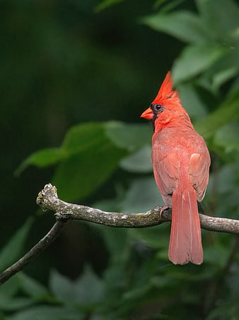 Red Northern Cardinal Perched on Branch