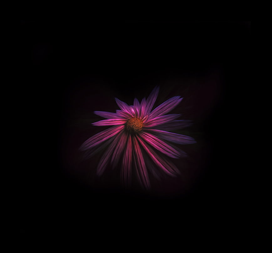 Vibrant purple flower glowing against a dark background