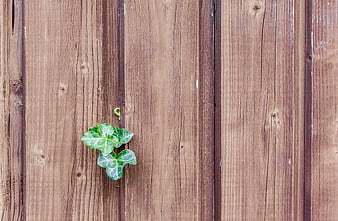Green Ivy Leaves on Weathered Wooden Fence Background