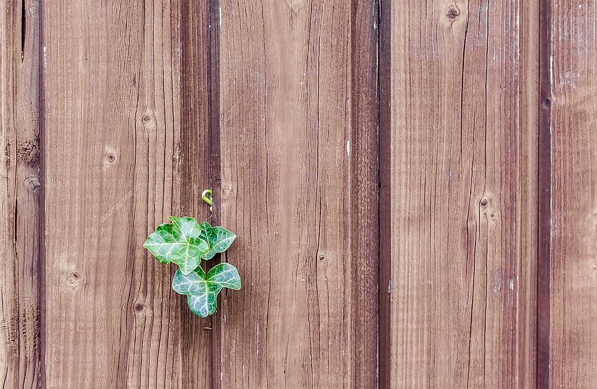 Green Ivy Leaves on Weathered Wooden Fence Background