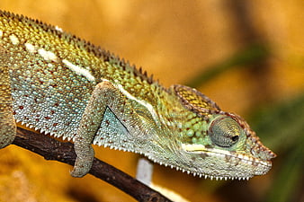 Close-up of a colorful chameleon on a branch