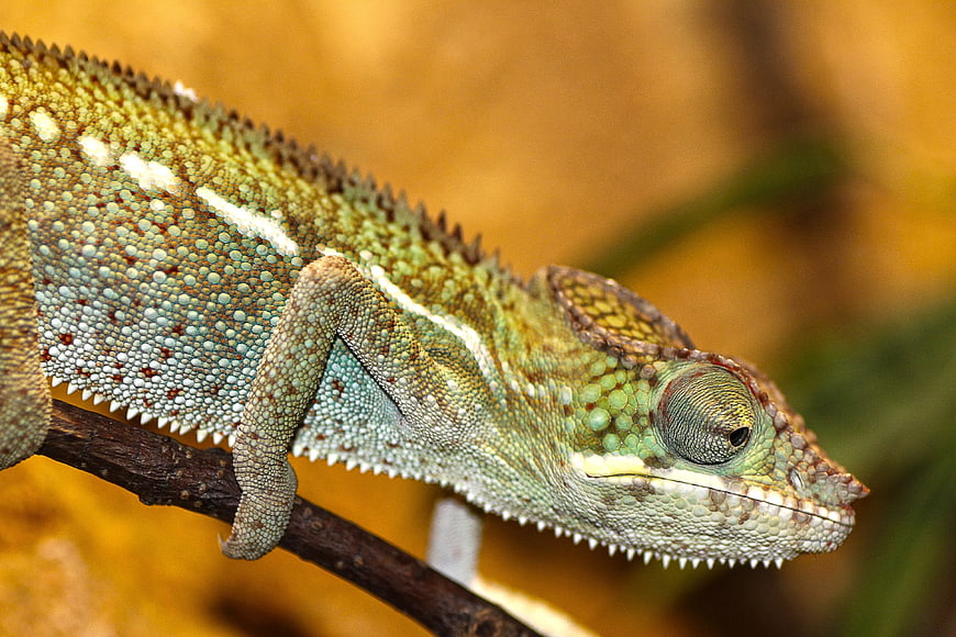 Close-up of a colorful chameleon on a branch