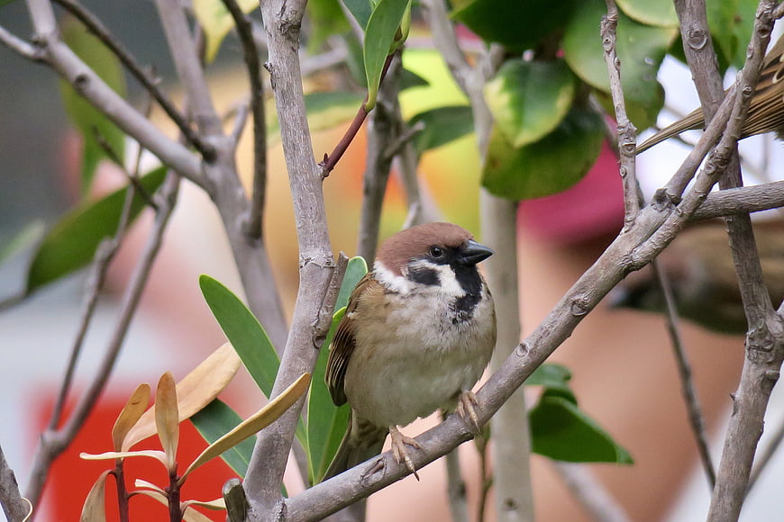 Close-up of a House Sparrow Perched on a Branch