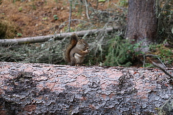 Red squirrel eating nut on pine log in forest