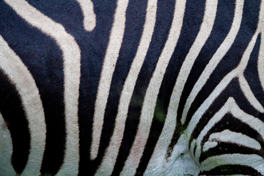 Close-up of Zebra Skin Texture and Stripes