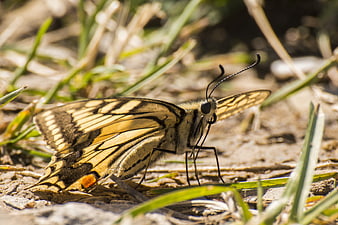 Close-up of a yellow and black butterfly on sandy ground