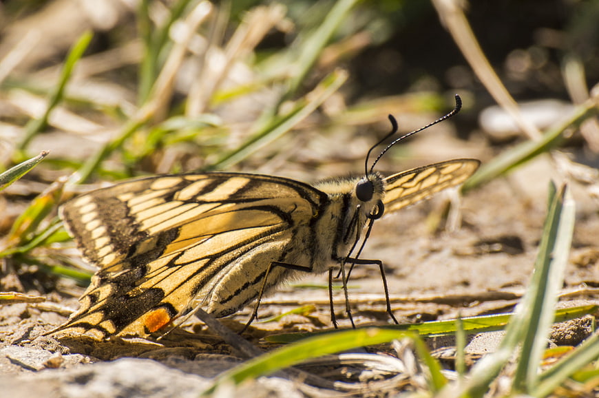 Close-up of a yellow and black butterfly on sandy ground