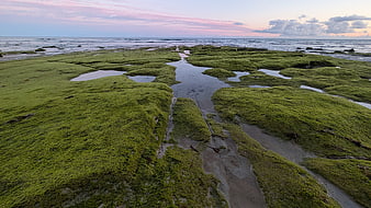 Mossy coastal rocks with tide pools at sunset