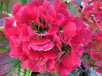 Vibrant Red Hydrangea Close-Up with Water Droplets